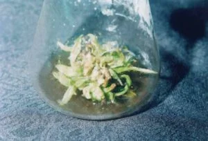 Tissue culture