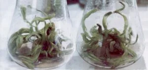 Date Palm tissue culture