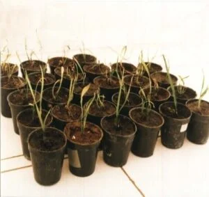 Tissue culture