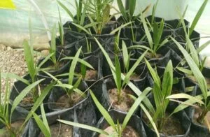 Tissue culture