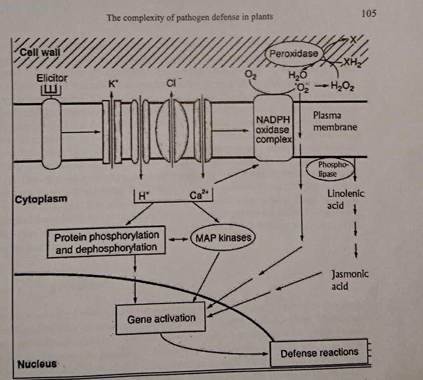 The complexity of Pathogen Defense in Plants(Somssich and Hahbrock,1998)